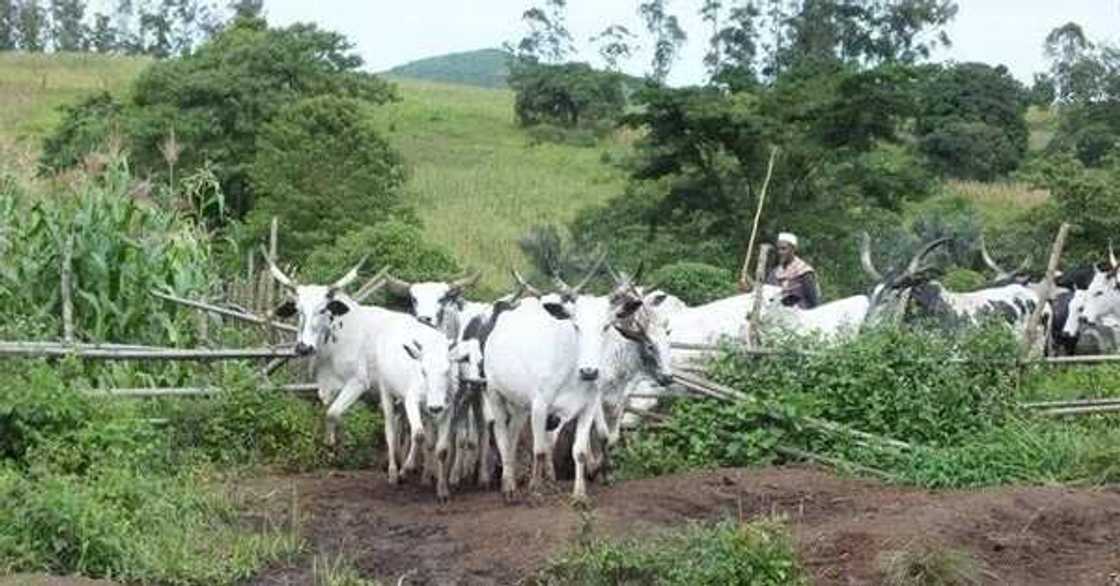 Kungiyar Miyetti Allah tayi tir da dokar hana kiwo na gwamnatin Jihar Binuwai Kungiyar Miyetti Allah tayi tir da dokar hana kiwo na gwamnatin Jihar Binuwai