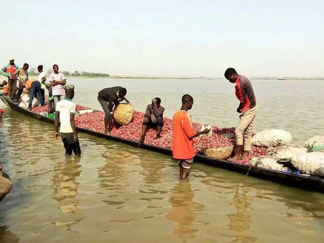 Biggest onion market in Nigeria Biggest onion market in Nigeria