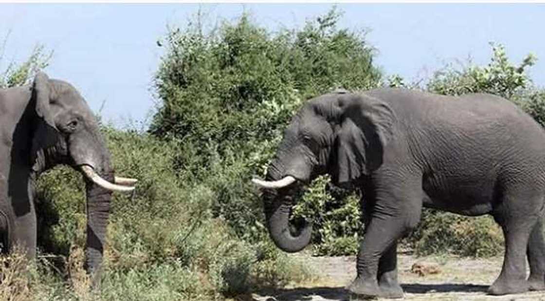 Cinnaka ba ka san na gida ba! Wata shahararriyar Giwa ta kashe mai ita Cinnaka ba ka san na gida ba! Wata shahararriyar Giwa ta kashe mai ita