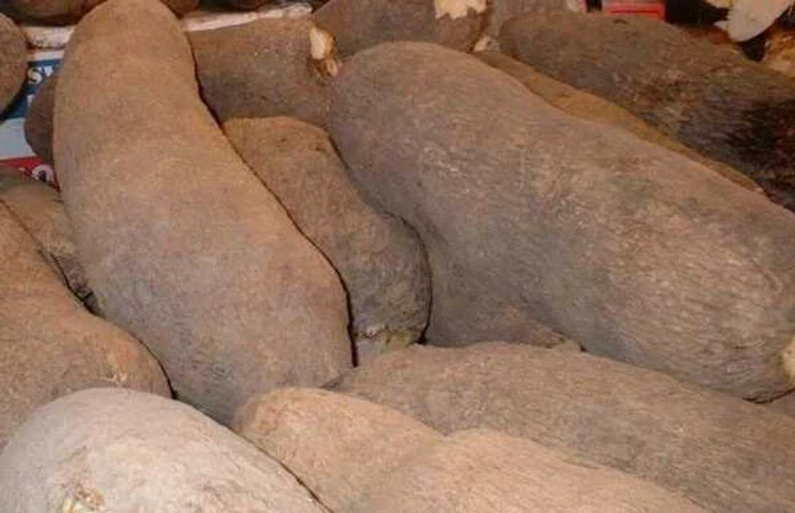 At the market this season, yams are sold at an expensive rate. At the market this season, yams are sold at an expensive rate.