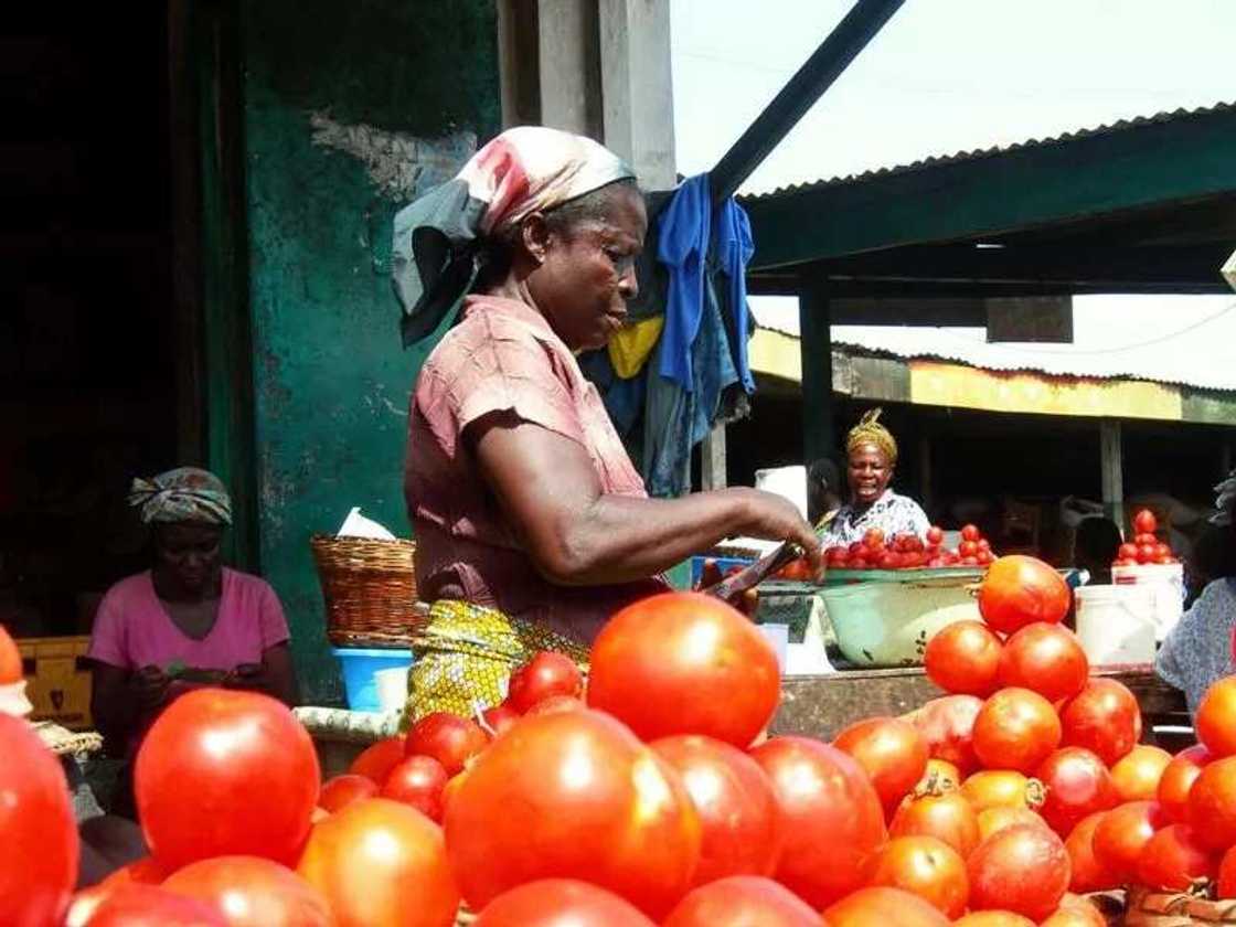 Tomato traders decry poor sales following fall in supply of the item recently. Photo credit: Esther Odili Tomato traders decry poor sales following fall in supply of the item recently. Photo credit: Esther Odili