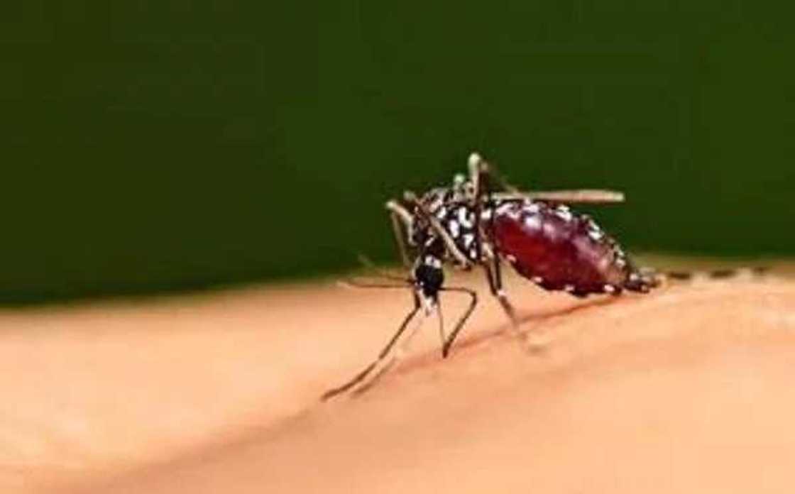 Sauro da Kuda: Wanne yafi cutar da jama'a? Sauro da Kuda: Wanne yafi cutar da jama'a?