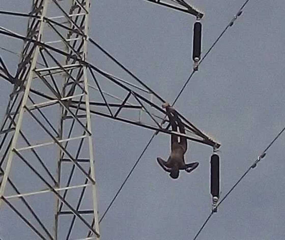 Suspected vandal of power installation dies of electrocution Suspected vandal of power installation dies of electrocution