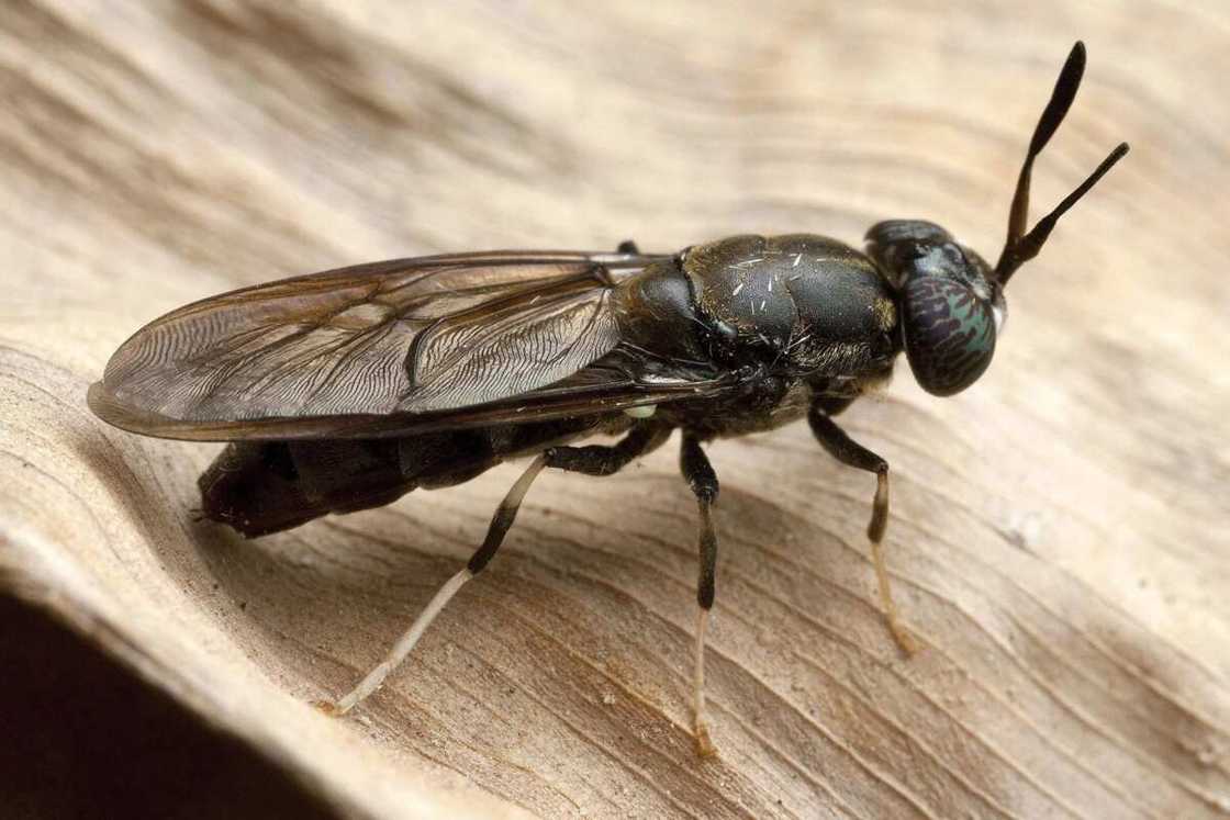 Types of insects that may be dangerous in Nigeria Types of insects that may be dangerous in Nigeria