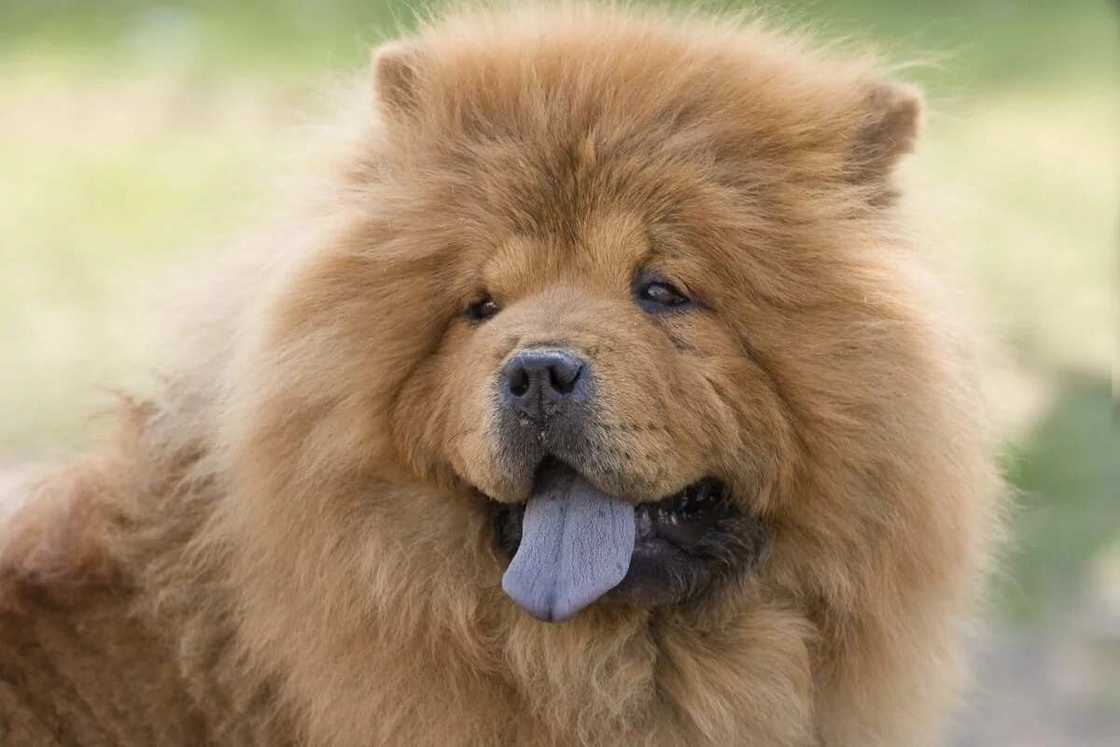 The Chow Chow feature is a blue tongue The Chow Chow feature is a blue tongue