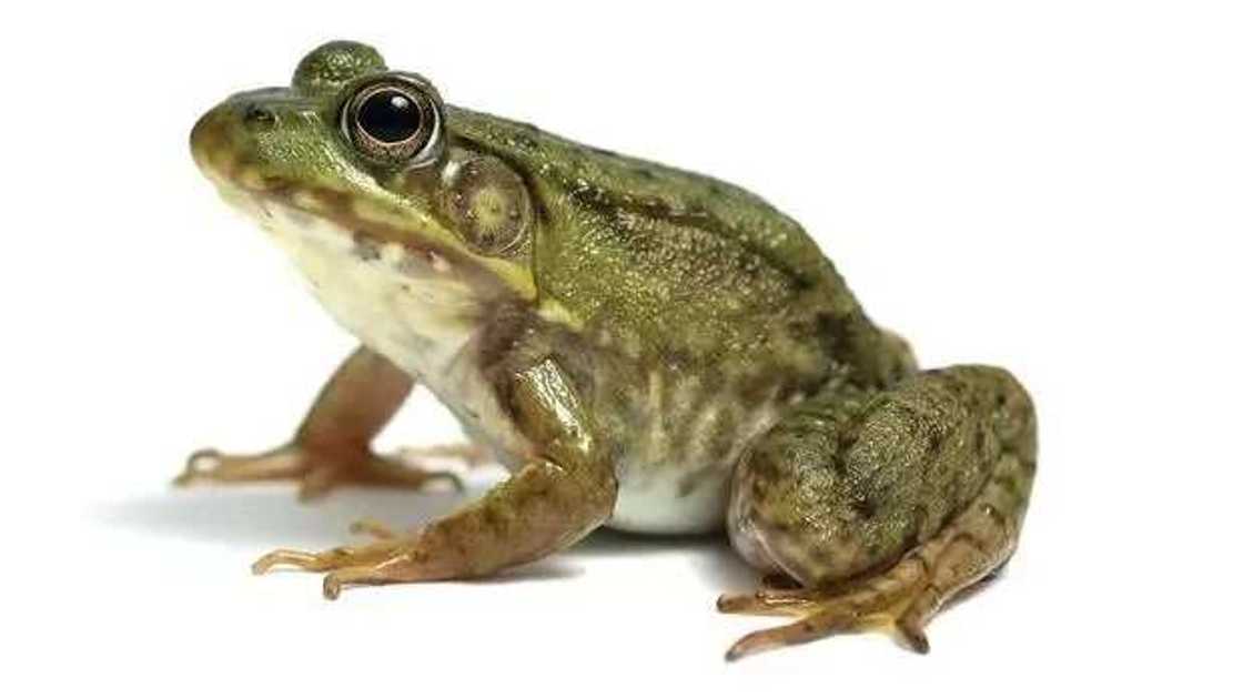 Masu siyar da kwado na ciniki sosai yanzu a Jigawa Masu siyar da kwado na ciniki sosai yanzu a Jigawa