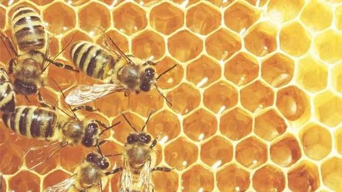 Yadda 'Kudan Zuma ke kawar da ƙwayoyin cututtuka masu kassara Lafiyar 'Dan Adam Yadda 'Kudan Zuma ke kawar da ƙwayoyin cututtuka masu kassara Lafiyar 'Dan Adam