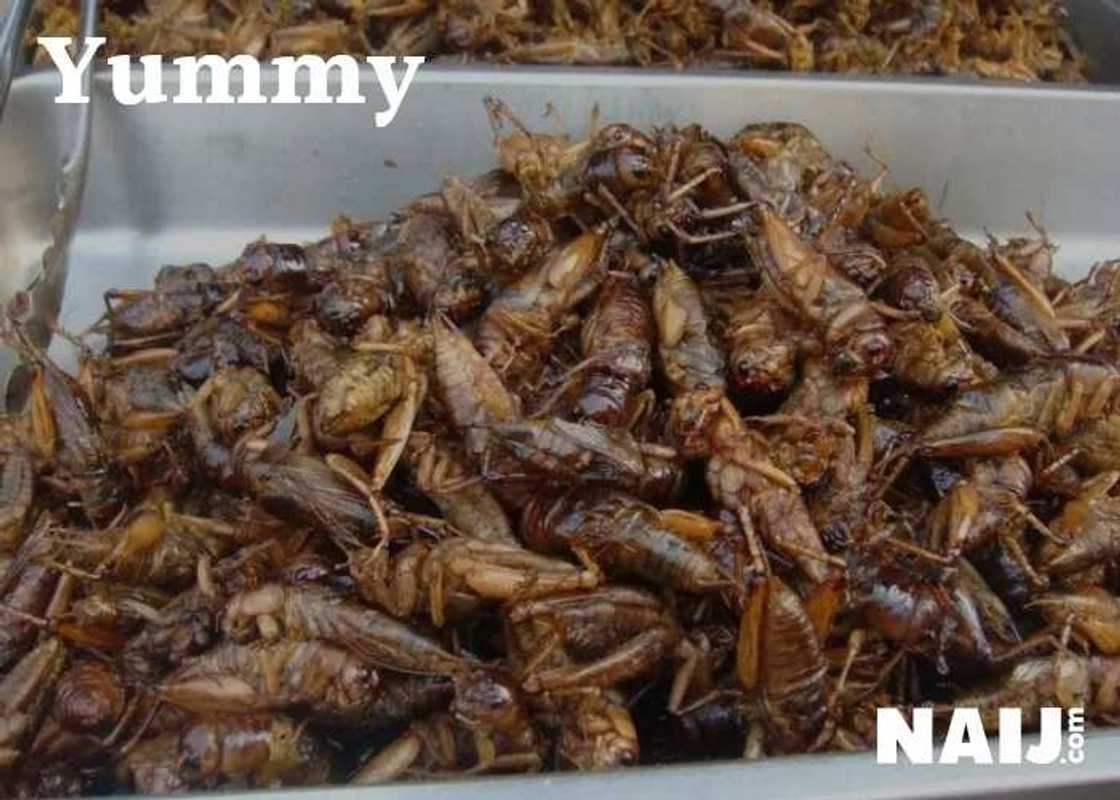 5 delicious insects Nigerians eat as delicacy (photos) 5 delicious insects Nigerians eat as delicacy (photos)