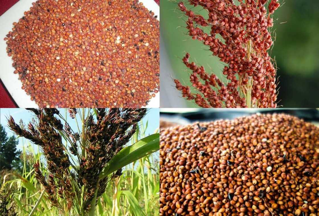 Side effects of sorghum Side effects of sorghum