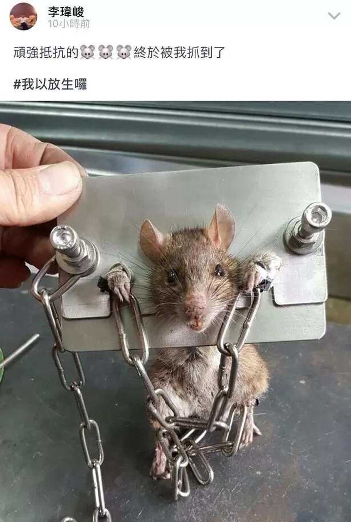 Wicked! Look at what was done to this rat (photos) Wicked! Look at what was done to this rat (photos)