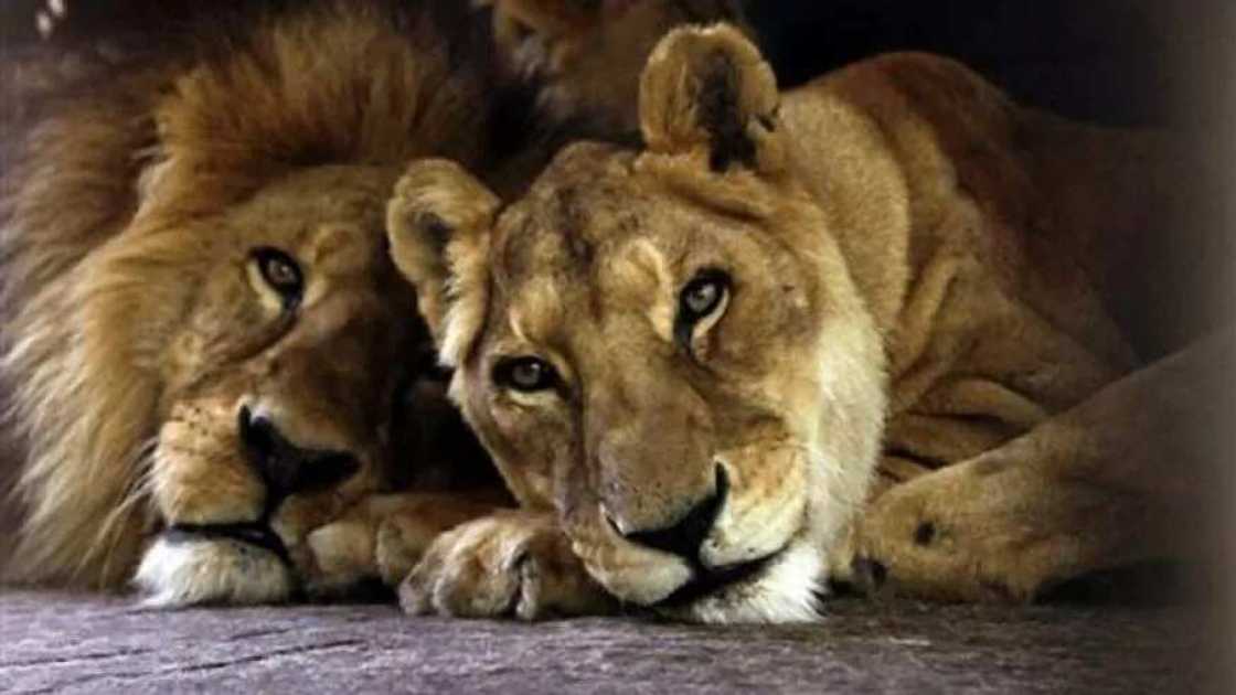 Ayi taka tsan-tsan: Zakuna 5 sun tsere, sun shiga gari Ayi taka tsan-tsan: Zakuna 5 sun tsere, sun shiga gari