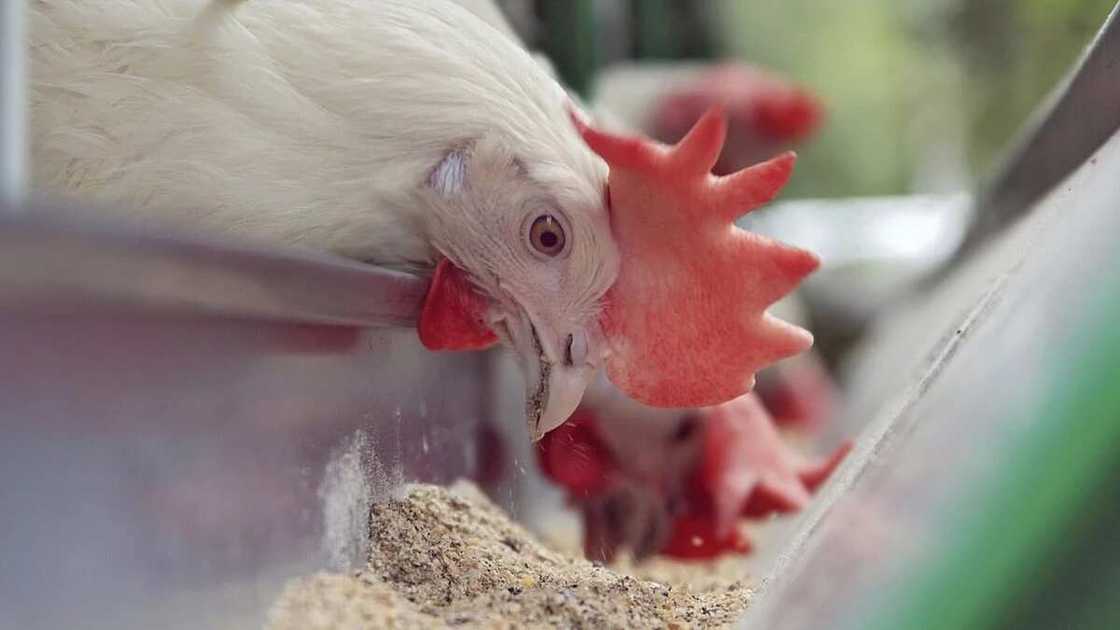 poultry feed