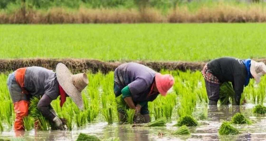 Land preparation