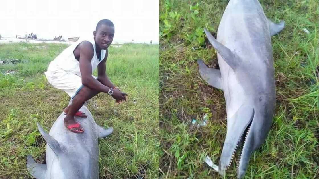 Allah buwayi: Wani matashi ya kashe katon kifi mai ban al'ajabi jinsin dorinar ruwa a Najeriya Allah buwayi: Wani matashi ya kashe katon kifi mai ban al'ajabi jinsin dorinar ruwa a Najeriya