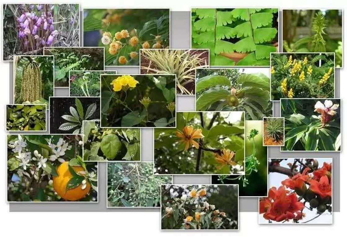 Medicinal plants in Nigeria Medicinal plants in Nigeria