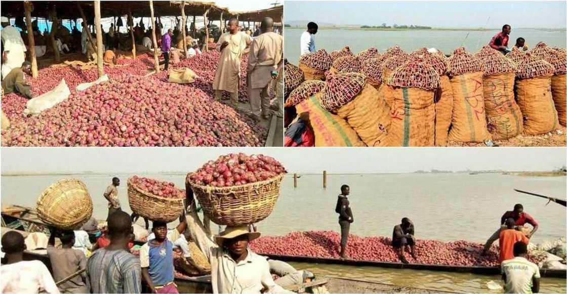 Masu ruwa da tsaki sun bukaci Gwamnati ta shiga tsakani a batun dakatar da safarar albasa Kudu Masu ruwa da tsaki sun bukaci Gwamnati ta shiga tsakani a batun dakatar da safarar albasa Kudu