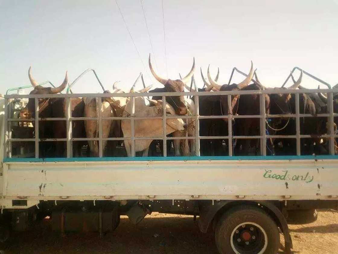 Siyasar Kano: Kawu Sumaila ya kaddamar da takararsa ta kujerar Sanata Siyasar Kano: Kawu Sumaila ya kaddamar da takararsa ta kujerar Sanata