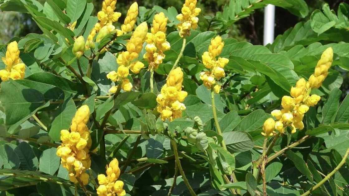 Asunrun Oyinbo Asunrun Oyinbo