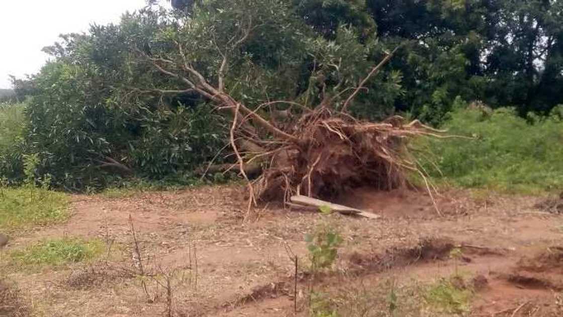 Rusau: Dangote ya rushe gidaje da bishiyun wani kauye, hoto Rusau: Dangote ya rushe gidaje da bishiyun wani kauye, hoto