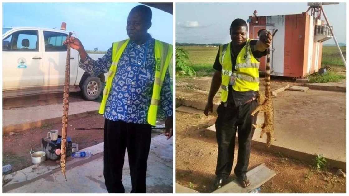 HUGE python and wild cat HUGE python and wild cat