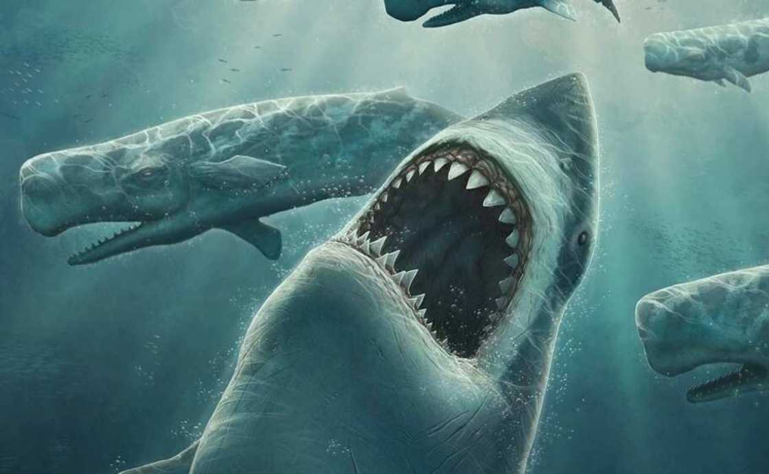 Megalodon is considered the strongest and large predator Megalodon is considered the strongest and large predator