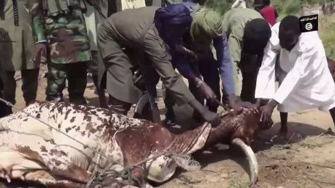 Boko Haram Celebrating Sallah In New Video Boko Haram Celebrating Sallah In New Video