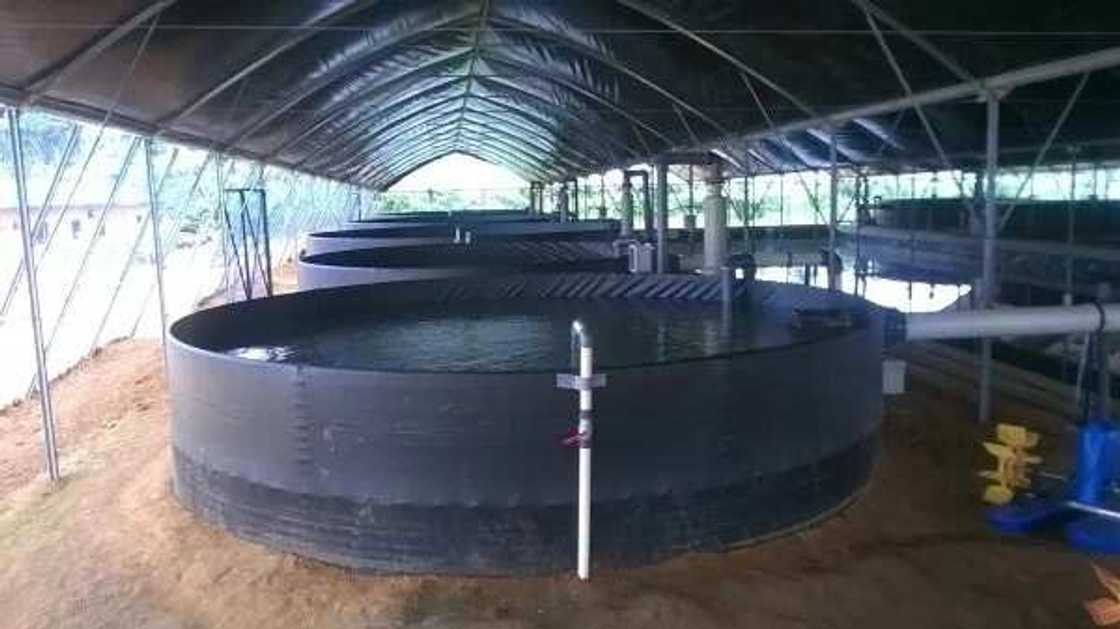 Catfish farm Catfish farm