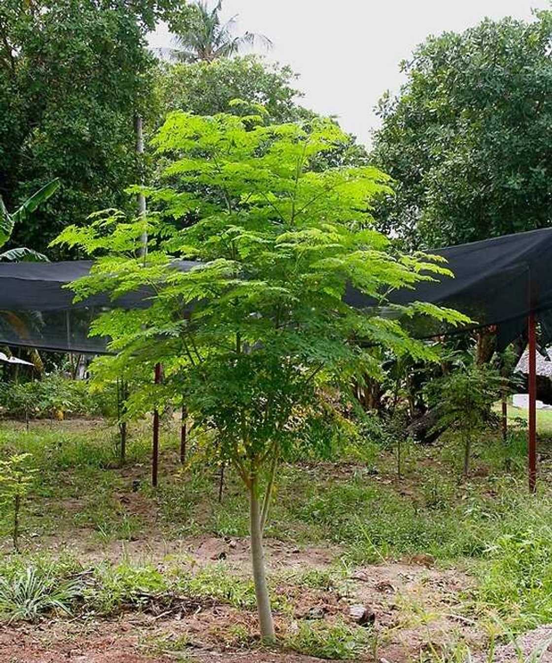 Moringa Oleifera Moringa Oleifera