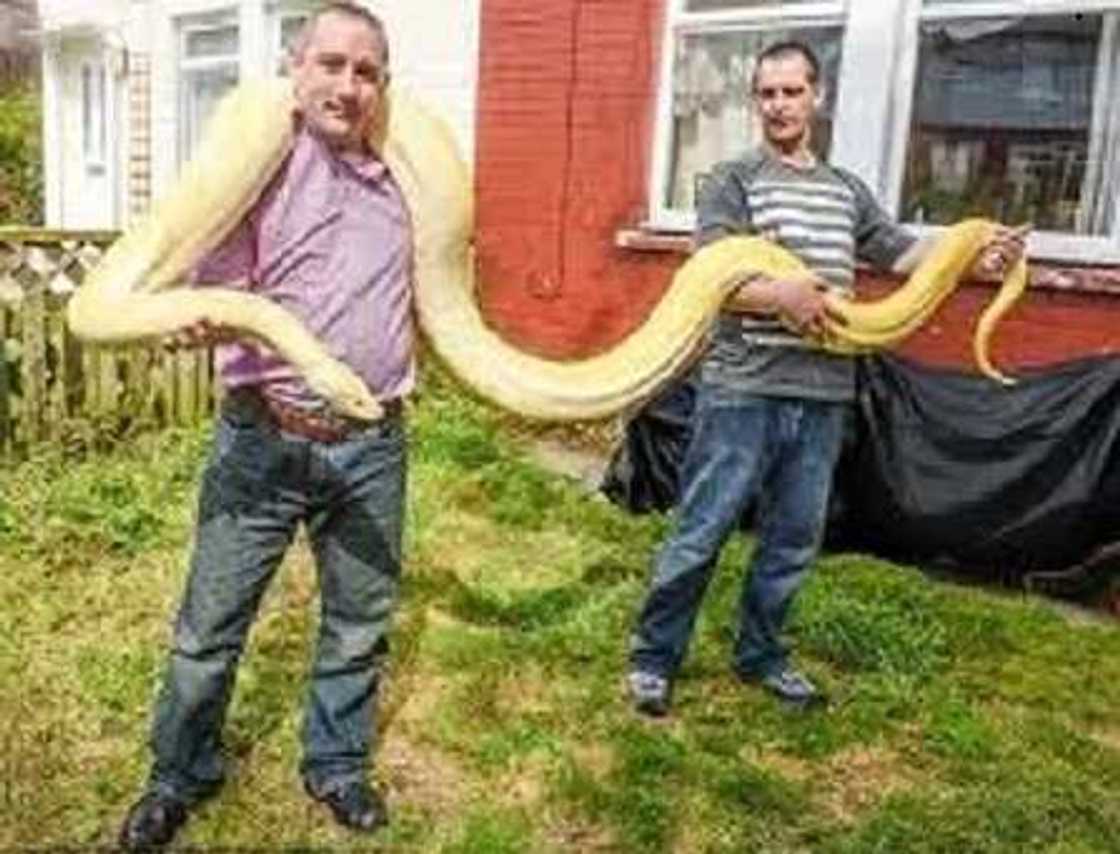 Meet Two Year Old With Guts To Kiss 15FT Snake