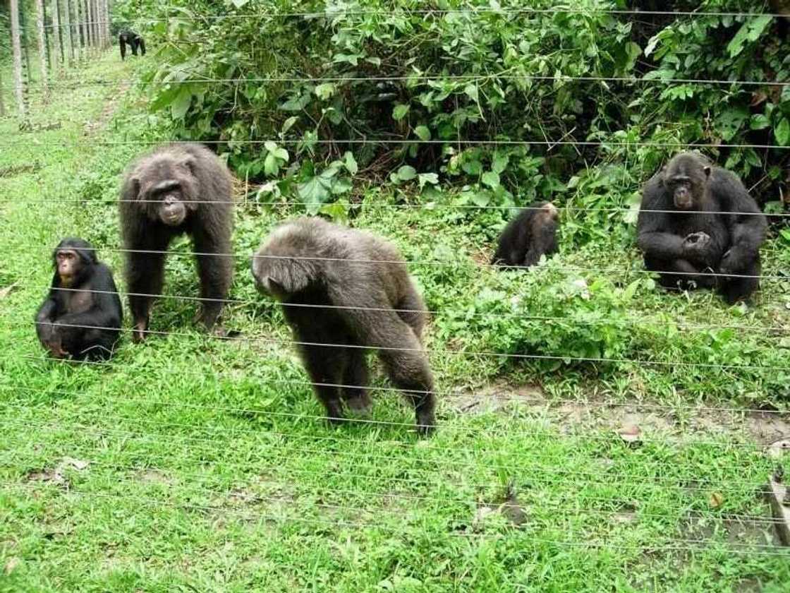 1. Okeluse Forest Reserve 1. Okeluse Forest Reserve