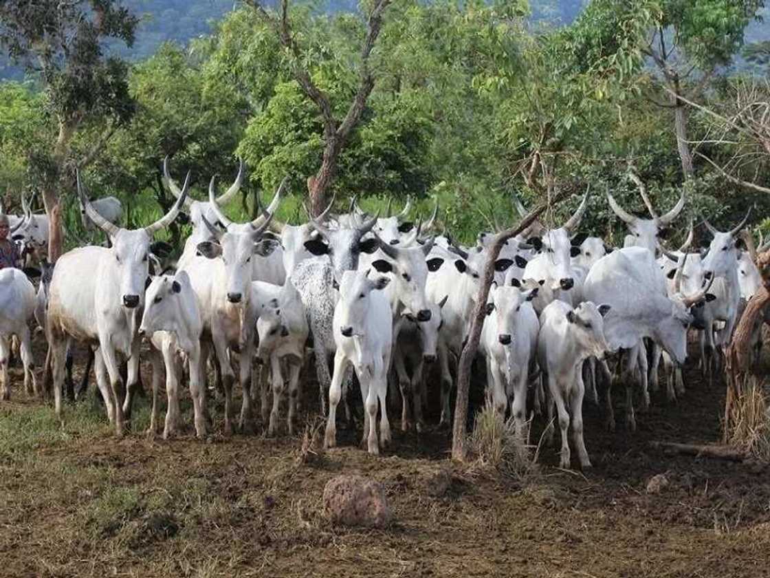 An zargi shugaba Buhari da kula da shanun sa fiye da al'ummar Najeriya