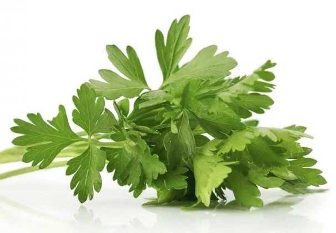 Parsley leaf in Yoruba