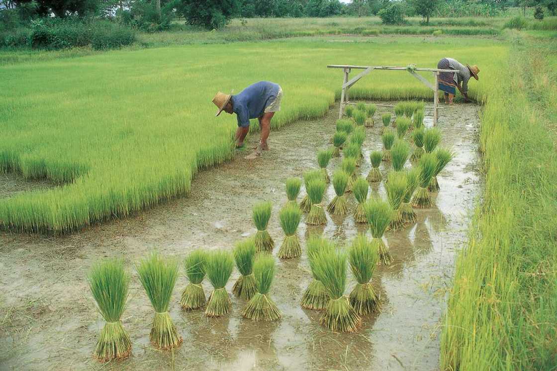Harvest and after harvest process Harvest and after harvest process