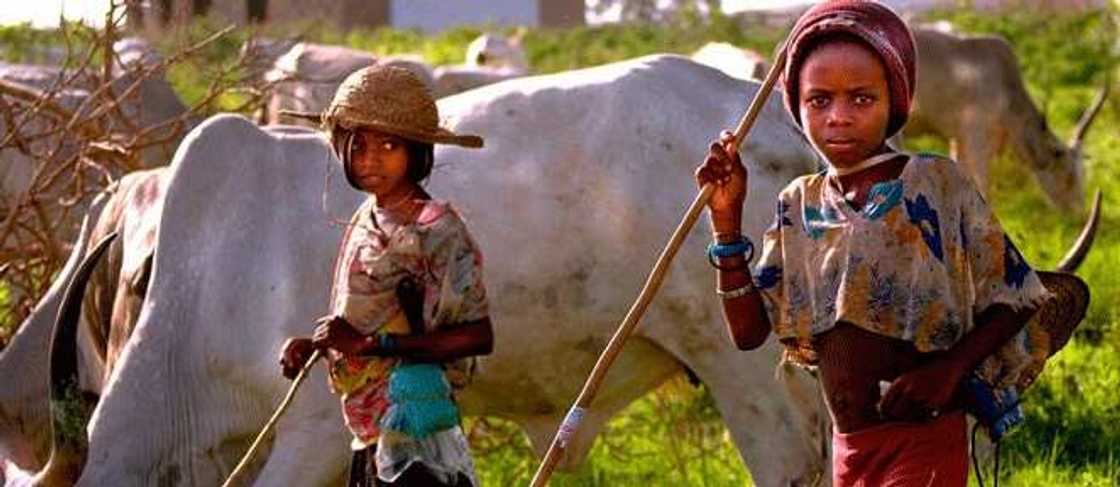 Tribes in Nigeria and their food - Fulani people Tribes in Nigeria and their food - Fulani people