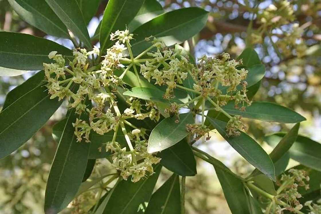 Alstonia boonei blooming