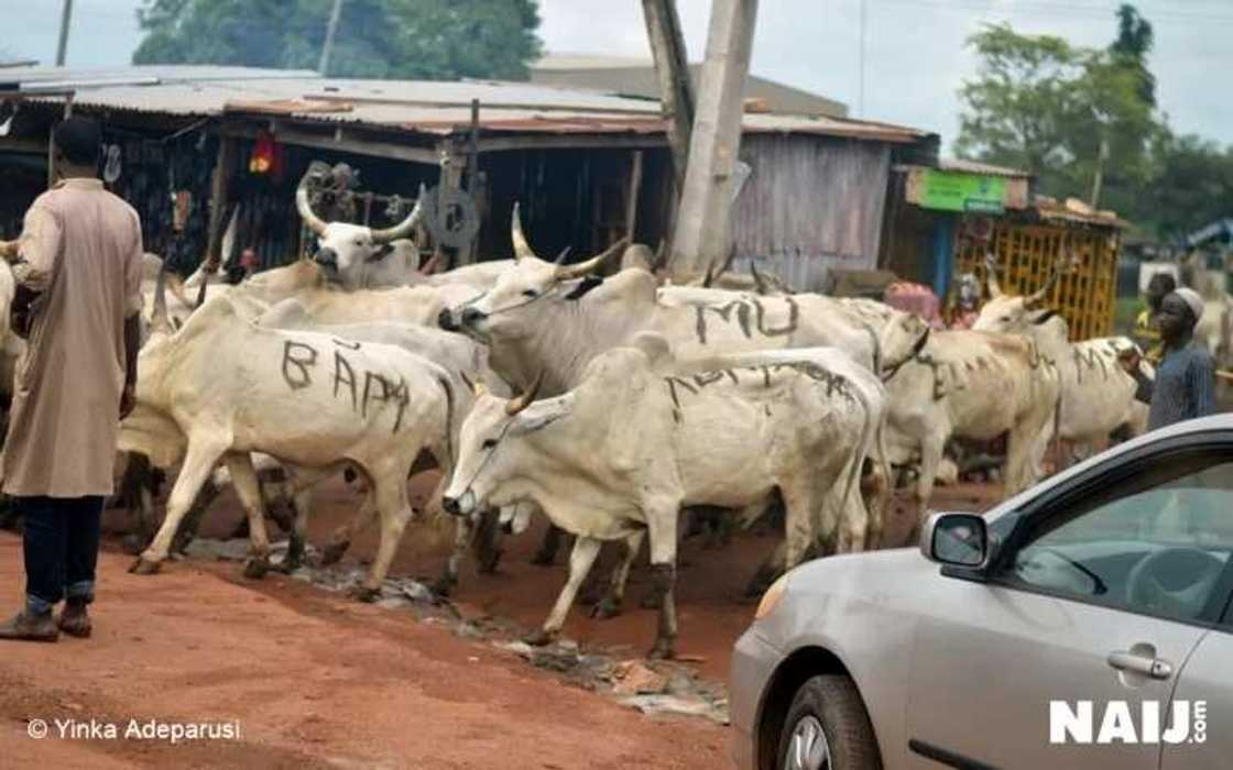 Gwamnatin jihar Adamawa Gwamnatin jihar Adamawa