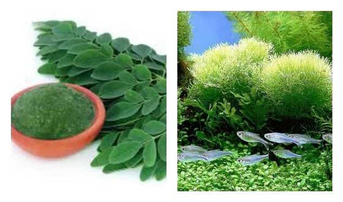 Amfani 7 na ganyen Zogale ga jikin mutum Amfani 7 na ganyen Zogale ga jikin mutum