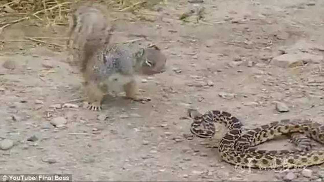 Wani kurege ya samu nasara kan maciji Wani kurege ya samu nasara kan maciji