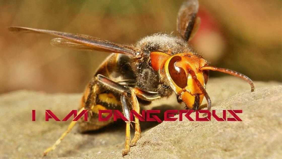 Types of insects that may be dangerous in Nigeria