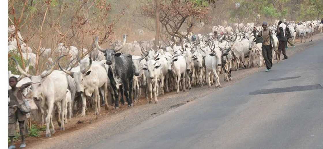 Herdsmen are also victims of Southern Kaduna crisis - Miyetti Allah Herdsmen are also victims of Southern Kaduna crisis - Miyetti Allah