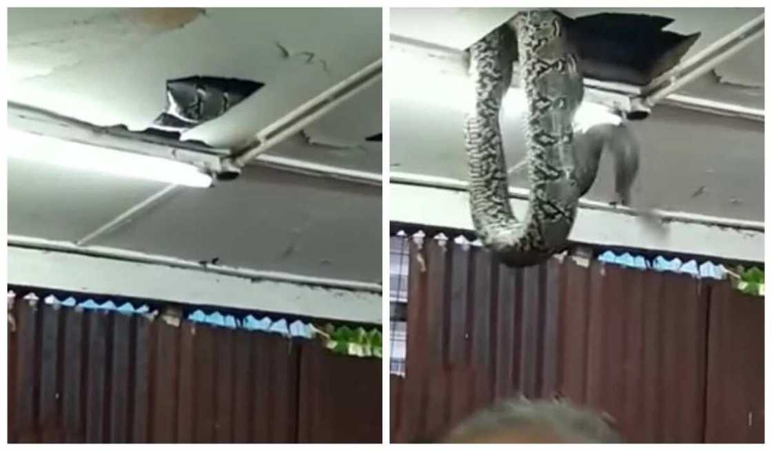 An kashe mugun maciji a jami'ar jihar Benue (hoto) An kashe mugun maciji a jami'ar jihar Benue (hoto)