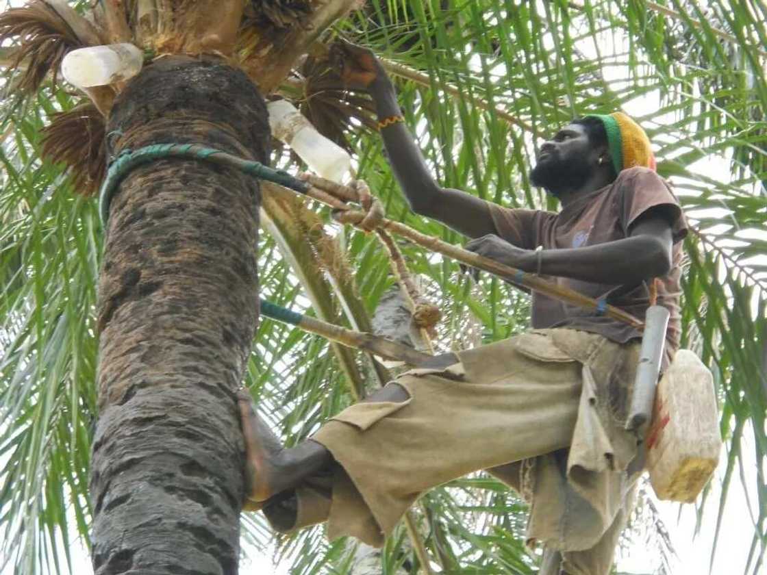 Palm wine