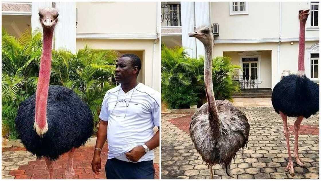 ostriches