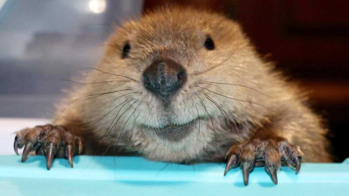 Beaver. Beaver.