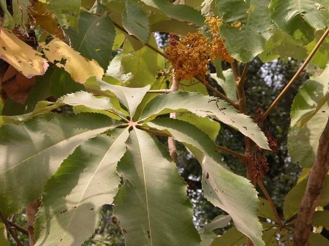 Myrianthus arboreus Myrianthus arboreus