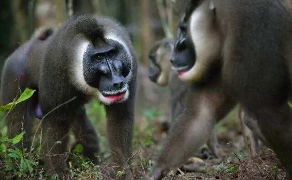 Cross River National Park Cross River National Park