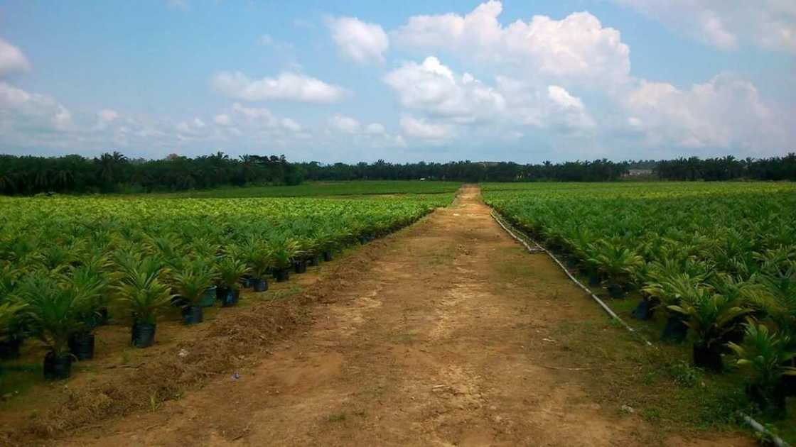 Wilmar oil palm nursery