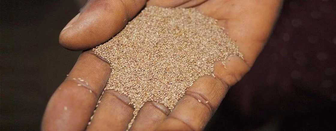 Health benefits of acha grain Health benefits of acha grain