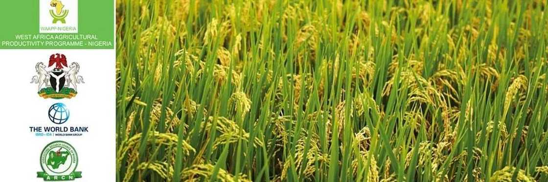 Agricultural grants in Nigeria scheme Agricultural grants in Nigeria scheme