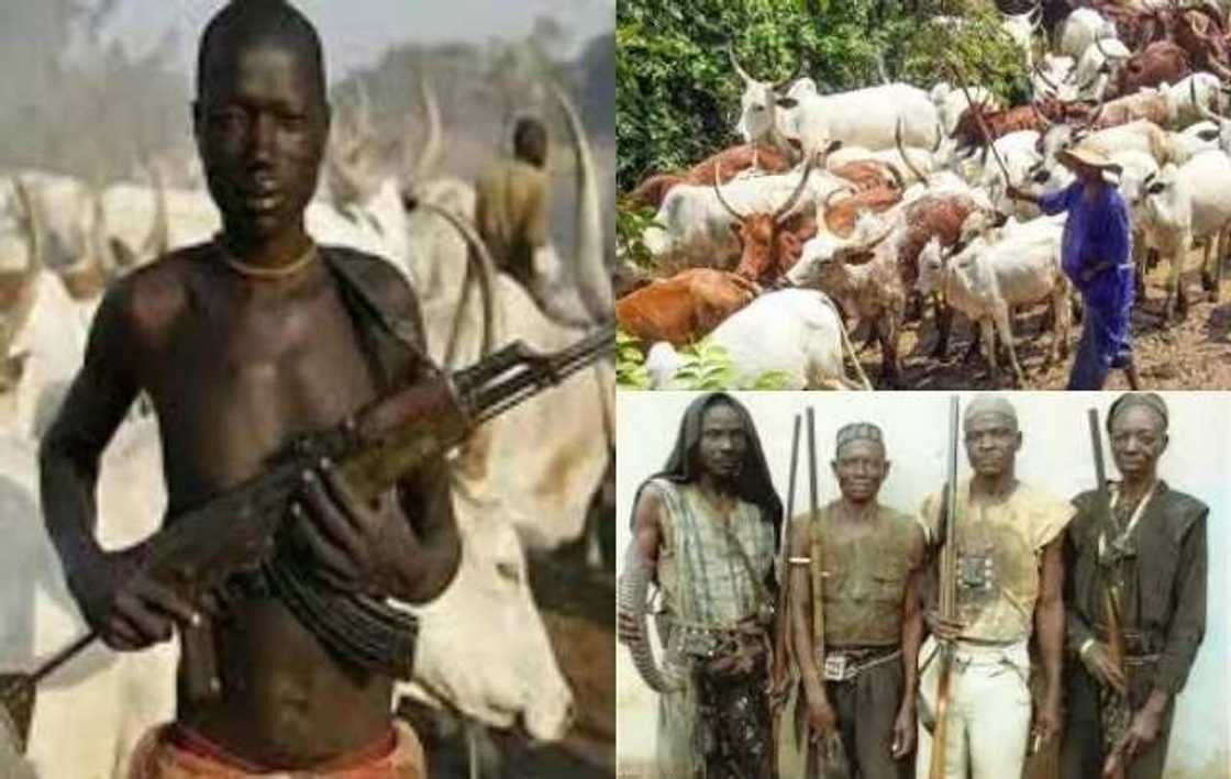 Fulani herdsmen and Oyo hunters set to clash as 500 cows went missing Fulani herdsmen and Oyo hunters set to clash as 500 cows went missing